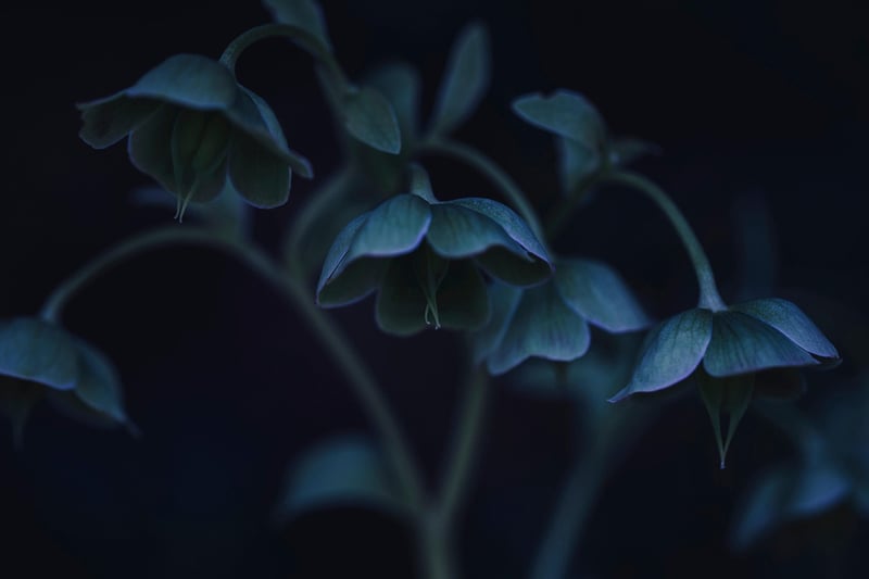 Winter hellebores