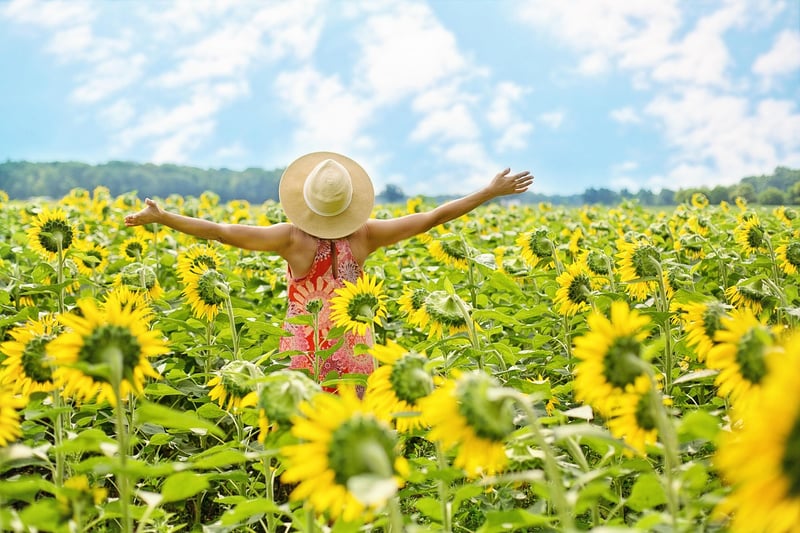 Summer sunflower