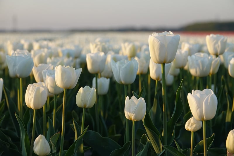 Spring tulips